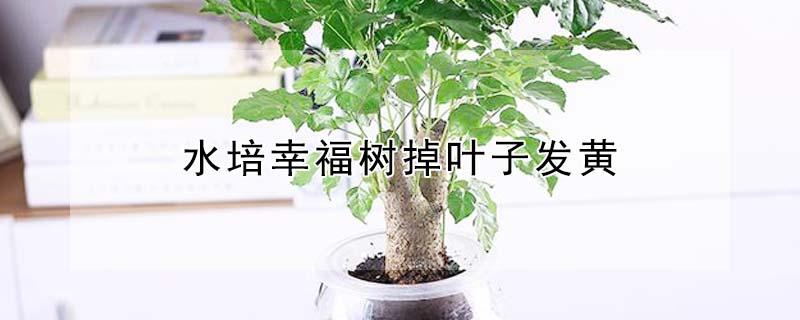 水培幸福树掉叶子发黄 水培幸福树掉叶子发黄怎么回事