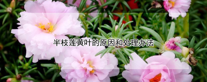 半枝莲黄叶的原因和处理办法 半枝莲黄叶的原因和处理办法视频