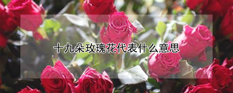 十九朵玫瑰花代表什么意思（送3朵玫瑰花代表什么意思）