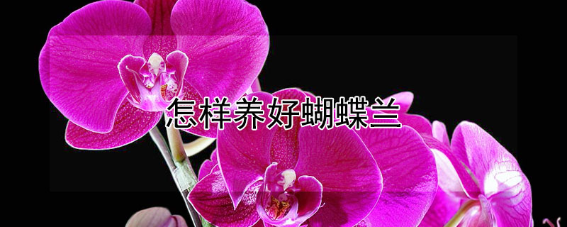 怎样养好蝴蝶兰（怎样养好蝴蝶兰?）