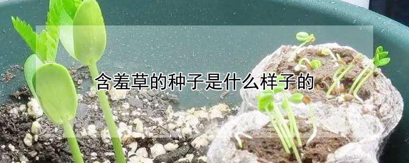 含羞草的种子是什么样子的（含羞草的种子要怎么种才能长出来）