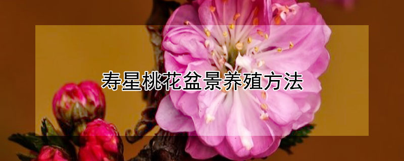 寿星桃花盆景养殖方法 寿星桃梅花