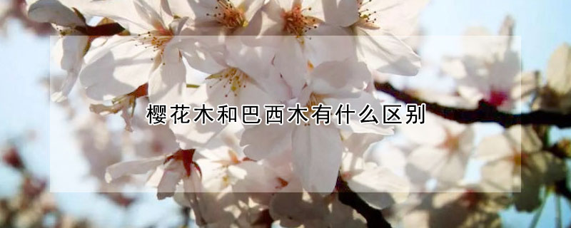 樱花木和巴西木有什么区别（樱花木和巴西木有啥区别）