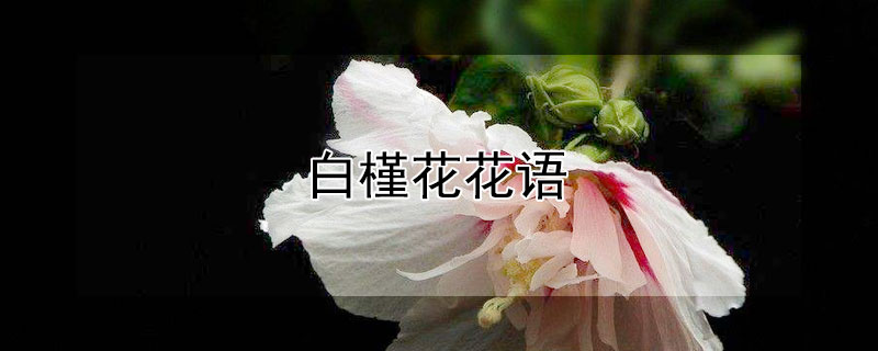 白槿花花语（白槿的花语）