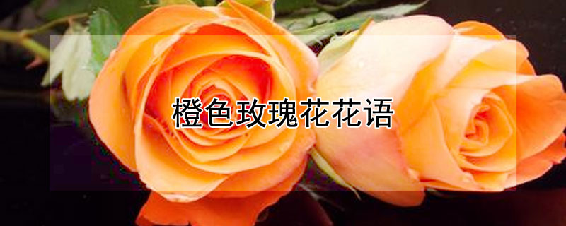 橙色玫瑰花花语（橙色玫瑰不能随便送人）