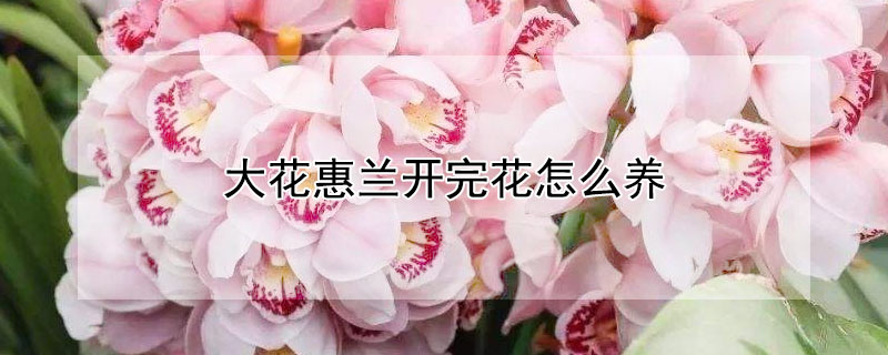 大花惠兰开完花怎么养 大花惠兰开完花后怎么养