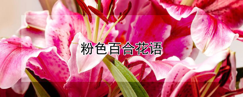 粉色百合花语（粉色百合花语是什么）