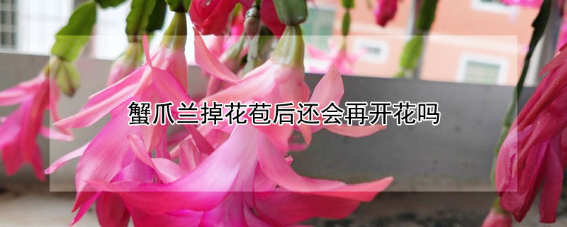 蟹爪兰掉花苞后还会再开花吗（蟹爪兰掉花苞咋办）