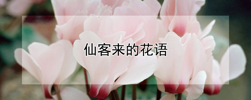 仙客来的花语（仙客来的花语美文）