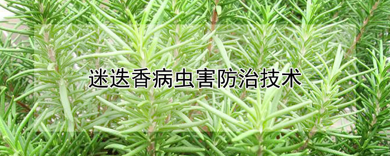迷迭香病虫害防治技术（迷迭香常见病）