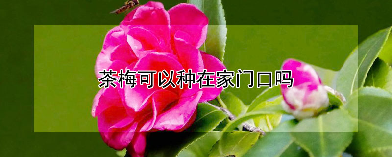 茶梅可以种在家门口吗（茶梅可以种在家门口吗视频）