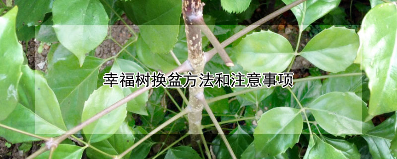 幸福树换盆方法和注意事项 幸福树换盆方法和注意事项视频