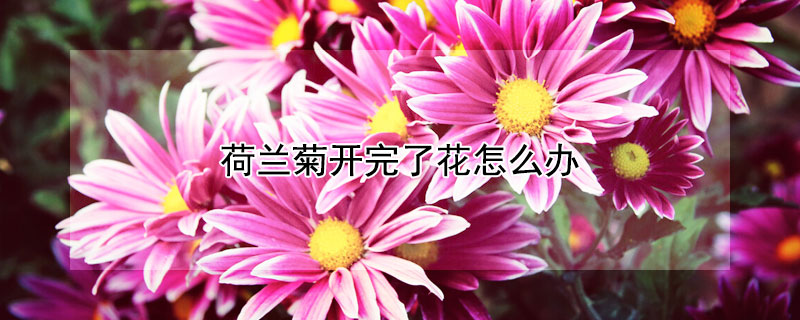 荷兰菊开完了花怎么办（荷兰菊花开完花后怎么处理）