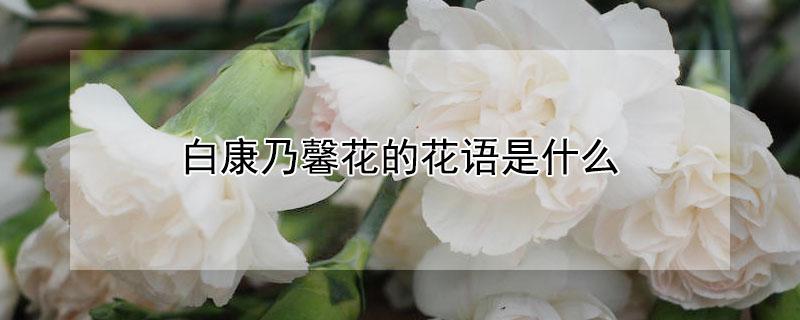 白康乃馨花的花语是什么 白康乃馨花束图片大全