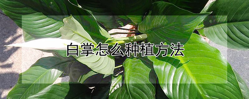 白掌怎么种植方法 白掌种植方法和注意事项