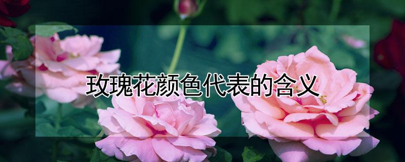 玫瑰花颜色代表的含义 玫瑰花颜色代表的含义花语