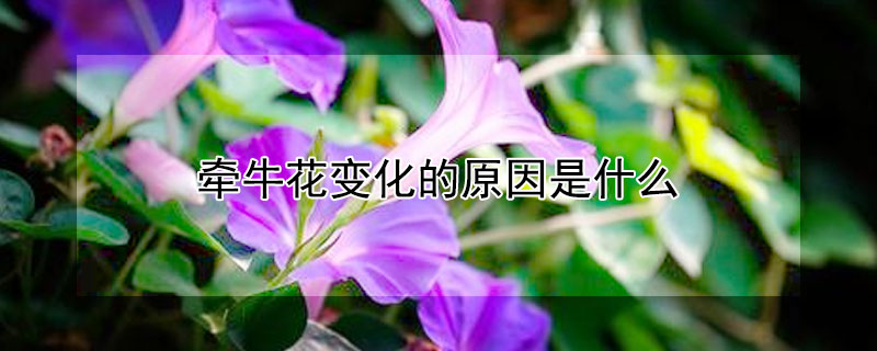 牵牛花变化的原因是什么 牵牛花早中晚的变化过程
