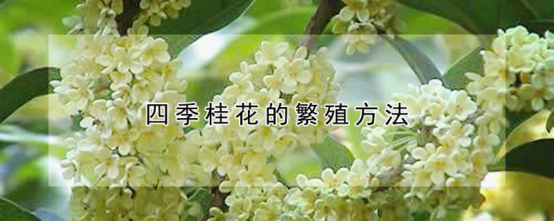 四季桂花的繁殖方法（四季桂花的繁殖方法和注意事项视频）