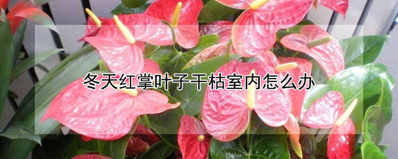 冬天红掌叶子干枯室内怎么办 冬天红掌叶子发黄怎么办