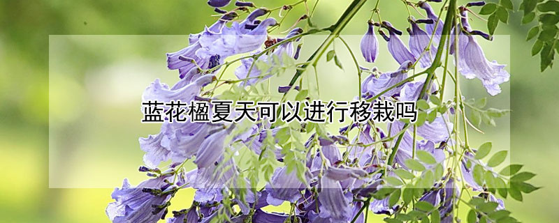 蓝花楹夏天可以进行移栽吗 蓝花楹什么时候移栽比较合适