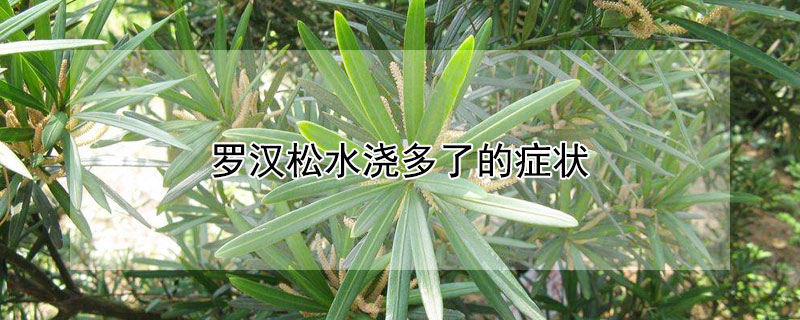 罗汉松水浇多了的症状 罗汉松缺水的表现