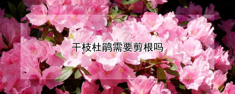干枝杜鹃需要剪根吗 干枝杜鹃怎么修剪