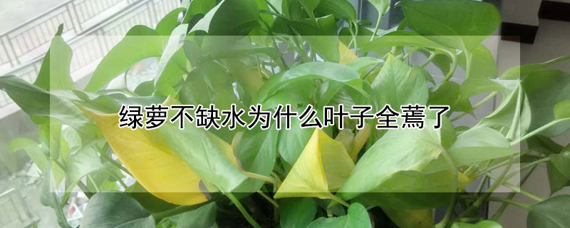 绿萝不缺水为什么叶子全蔫了 绿萝不缺水为什么叶子全蔫了怎么回事
