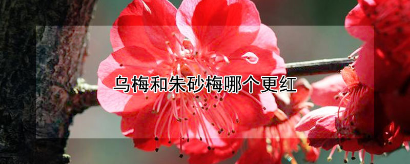 乌梅和朱砂梅哪个更红 乌梅与朱砂梅颜色区别