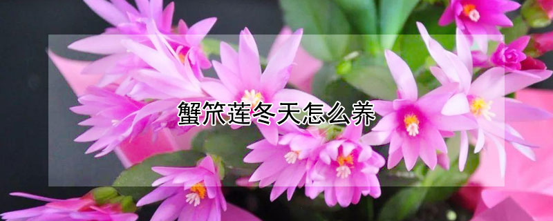 蟹笊莲冬天怎么养 螃蟹莲的养殖方法和注意事项