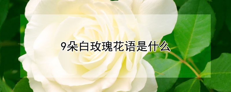 9朵白玫瑰花语是什么（9朵白玫瑰的含义）