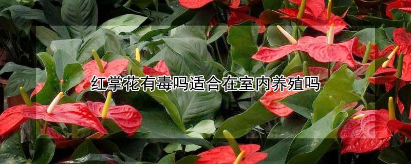 红掌花有毒吗适合在室内养殖吗 红掌花有毒吗适合在室内养殖吗