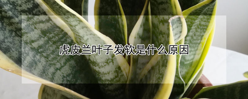 虎皮兰叶子发软是什么原因 虎皮兰叶子变软怎么回事