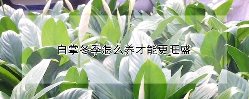 白掌冬季怎么养才能更旺盛（白掌冬季怎么养才能更旺盛呢）