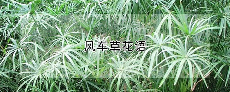 风车草花语（风车草的花是什么样的）