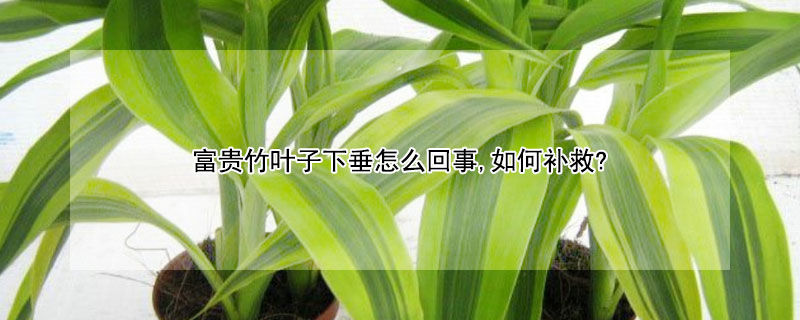 富贵竹叶子下垂怎么回事,如何补救?（富贵竹叶子下垂是怎么回事）
