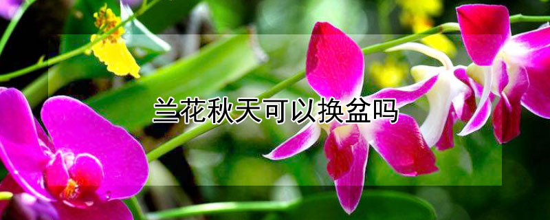 兰花秋天可以换盆吗 兰花入秋后能否换盆