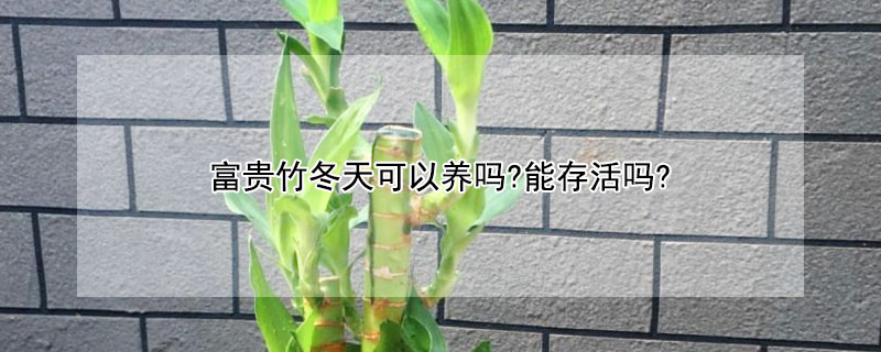 富贵竹冬天可以养吗?能存活吗? 富贵竹冬天可以养吗?能存活吗视频
