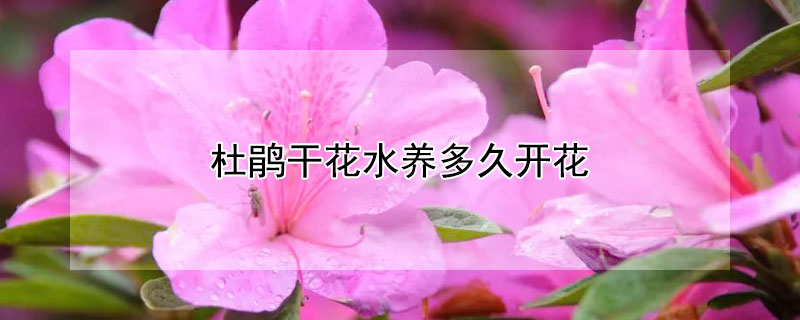 杜鹃干花水养多久开花 干杜鹃花放多少水
