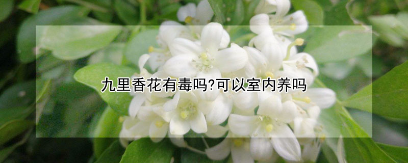 九里香花有毒吗?可以室内养吗（九里香的花有毒吗）