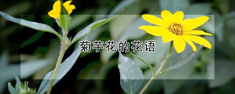 菊芋花的花语（菊芋花的花语与寓意）