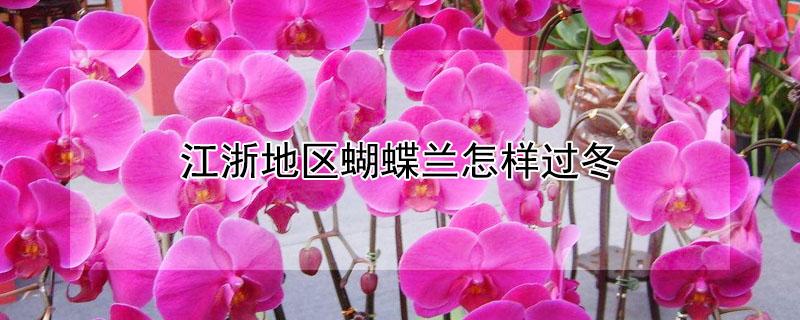 江浙地区蝴蝶兰怎样过冬（江浙沪蝴蝶兰怎么过冬）