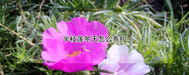 半枝莲冬天怎么养护 半枝莲冬天会冻死吗