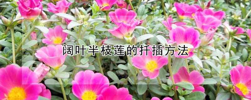 阔叶半枝莲的扦插方法 阔叶半枝莲得繁殖方法