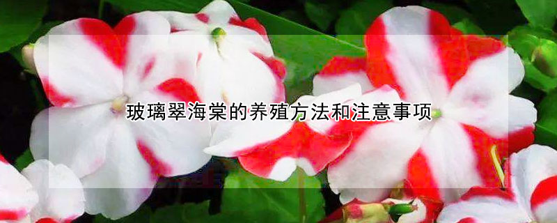 玻璃翠海棠的养殖方法和注意事项（玻璃翠海棠的养殖方法和注意事项视频）