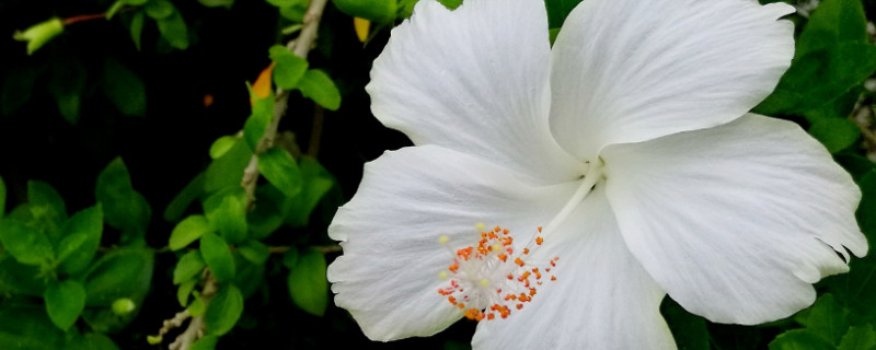 扶桑花花语 扶桑花的花语和寓意