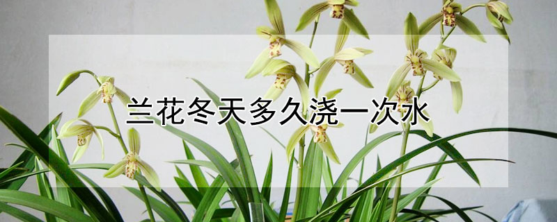 兰花冬天多久浇一次水（兰花冬天多久浇一次水比较好）