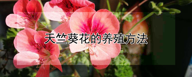 天竺葵花的养殖方法 天竺葵花的养殖方法和管理