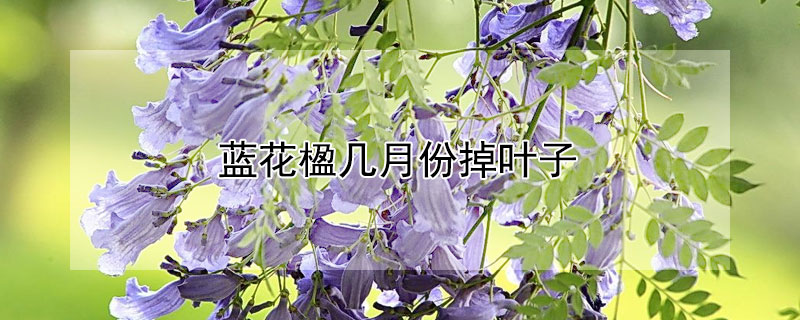 蓝花楹几月份掉叶子（蓝花楹什么时候落叶呢）