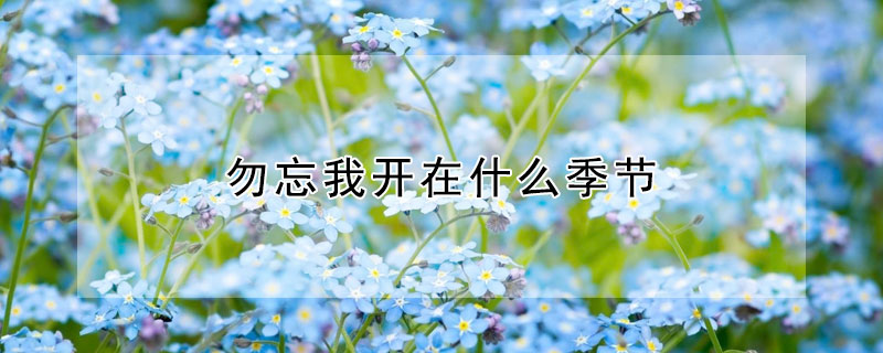 勿忘我开在什么季节（勿忘我开在什么季节的花）