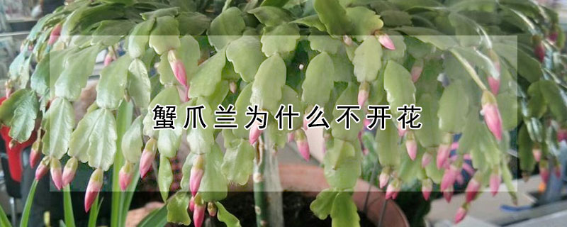 蟹爪兰为什么不开花 蟹爪兰为什么不开花的原因有哪些
